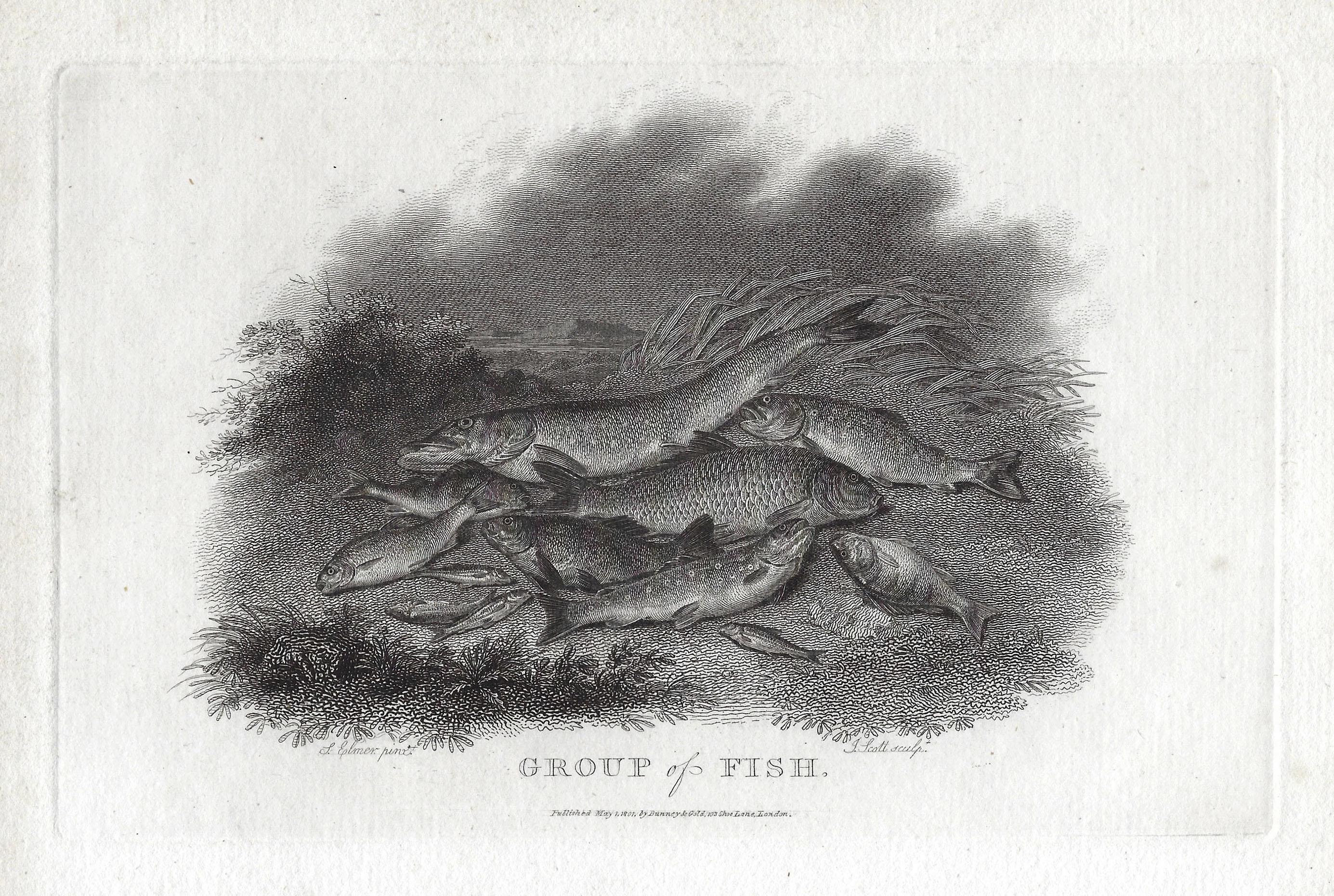 1801 Fishes Print Freshwater Fishing Engraving River Fish Print Antique Freshwater Fish Decor Original Angler gift Fishing Lodge Wall Decor