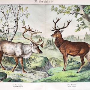 Stampa d'epoca di cervo rosso del 1886, opera d'arte antica sulla fauna selvatica, stampa d'epoca di renne, regalo di caccia, grande arte murale di storia naturale, decorazione per la casa, regalo di cervo