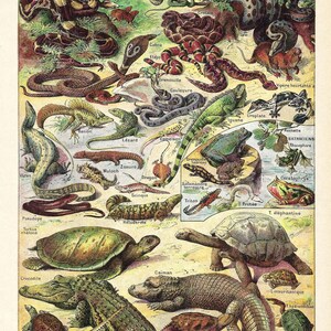 1922 Reptiler Antiktryck Vintage fransk Larousse-illustration Reptiler Väggkonst Reptiler och amfibier poster Present till reptilälskare