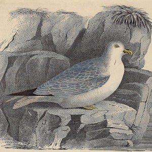 1847 PETREL Seevogel Druck. Ornithologie Druck. Original, antiker Druck. Handkolorierte Lithographie. Wandkunst aus dem 19.Jh. 177 Jahre alter Druck