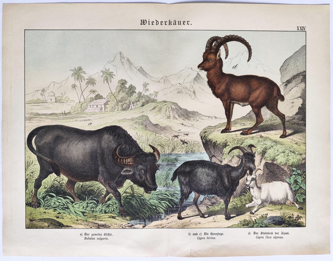 1886 Domestic Goat, Alpine Ibex and Water Buffalo Vintage Print Farming ...