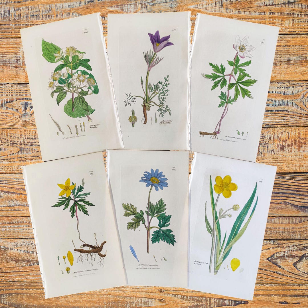 1838 Botanical Prints Antique Flowers Engraving Vintage Flower Lover ...