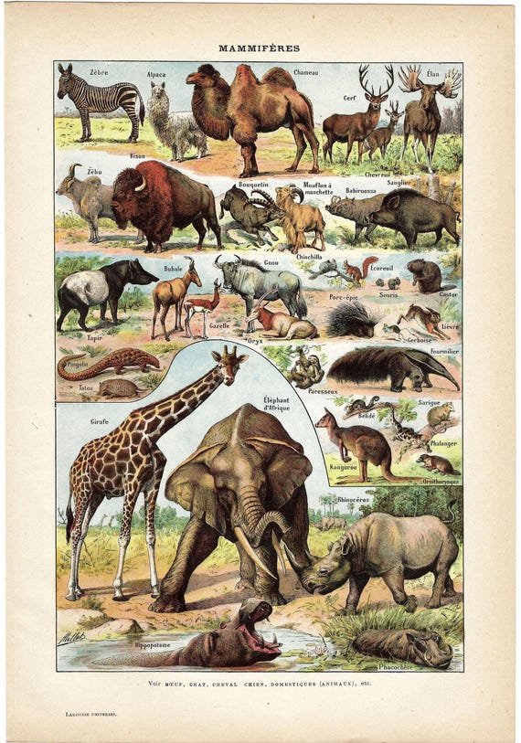 洋書 CLASSIC NATURAL HISTORY PRINTS MAMMALS 1922 Wild Animals Antique Print. Elephant, Rhinoceros