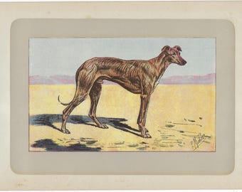 1907 Sloughi Arabian Greyhound Print Vintage Sighthound Print