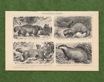 Original 1893 Antique Wolverine Badger Print Wild Mammals Animal Lithograph Natural History Wildlife Study Rustic Cabin Wall Art Decor