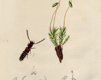 1824 - Vintage KÄFER Druck Floral Wandkunst Insekt Kunstwerk Handkolorierter botanischer Druck Britische Entomologie Wandkunst Käfer Wanddekor