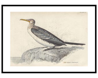 May include: An antique print of a Long-Tailed Cormorant bird. The bird has a long, yellow beak, a white chest, and grey and black wings. It is perched on a rock, with the text "Long-Tailed Cormorant" below the image. The print is framed in a black frame.