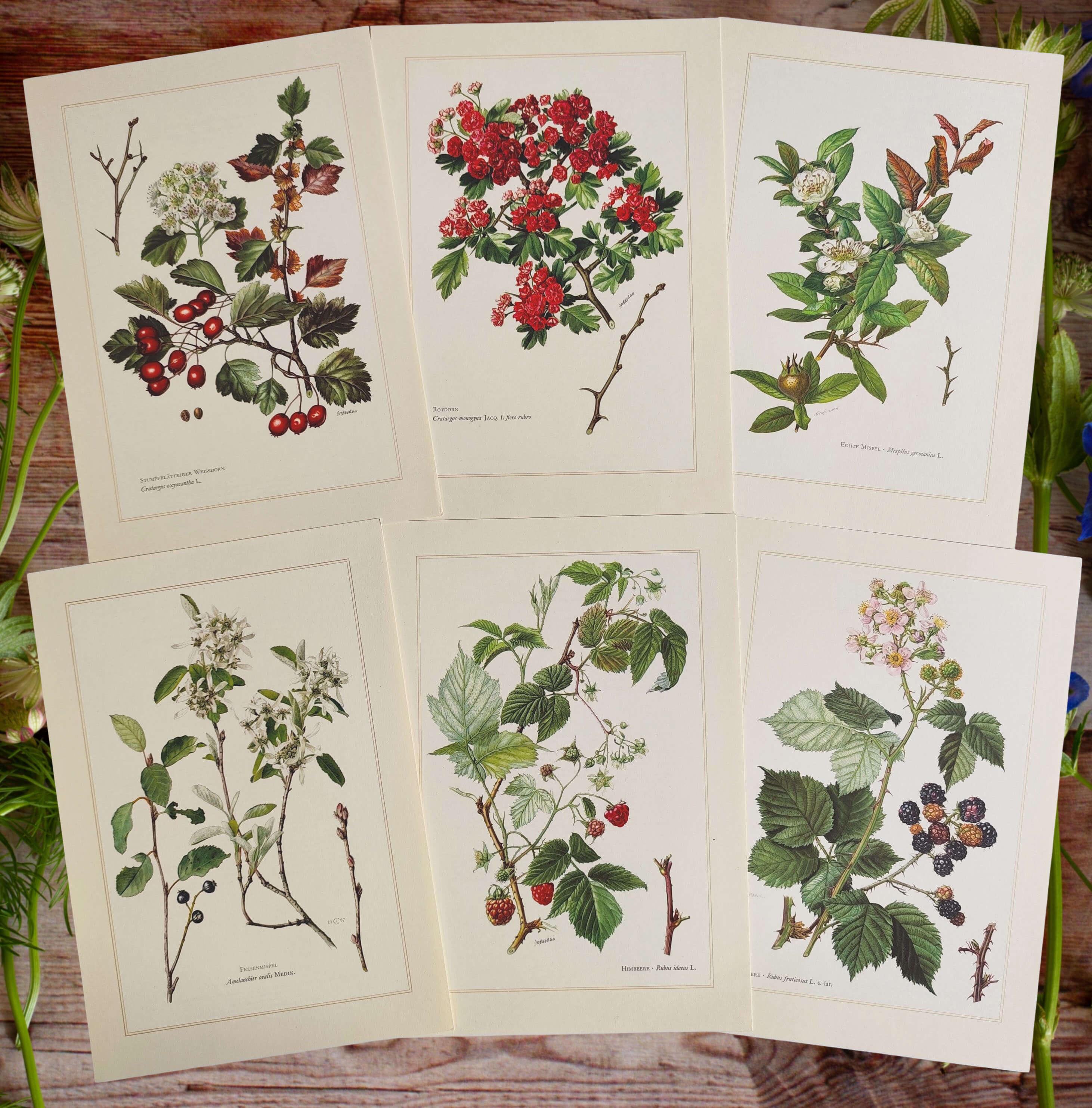 1958 SET of 6 Vintage Botanical Prints Rustic Farmhouse Wall Art ...