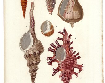 1849 Antique Print of MOLLUSCS, CONCHLS, hand colored, Original Print, Natural History, 19th Century Wall Art