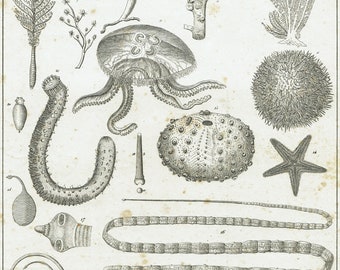 1828 Antique Underwater Life Print Sea Life Engraving Vintage Ocean Life Print Jellyfish Wall Art Starfish Print Marine Animal Engraving