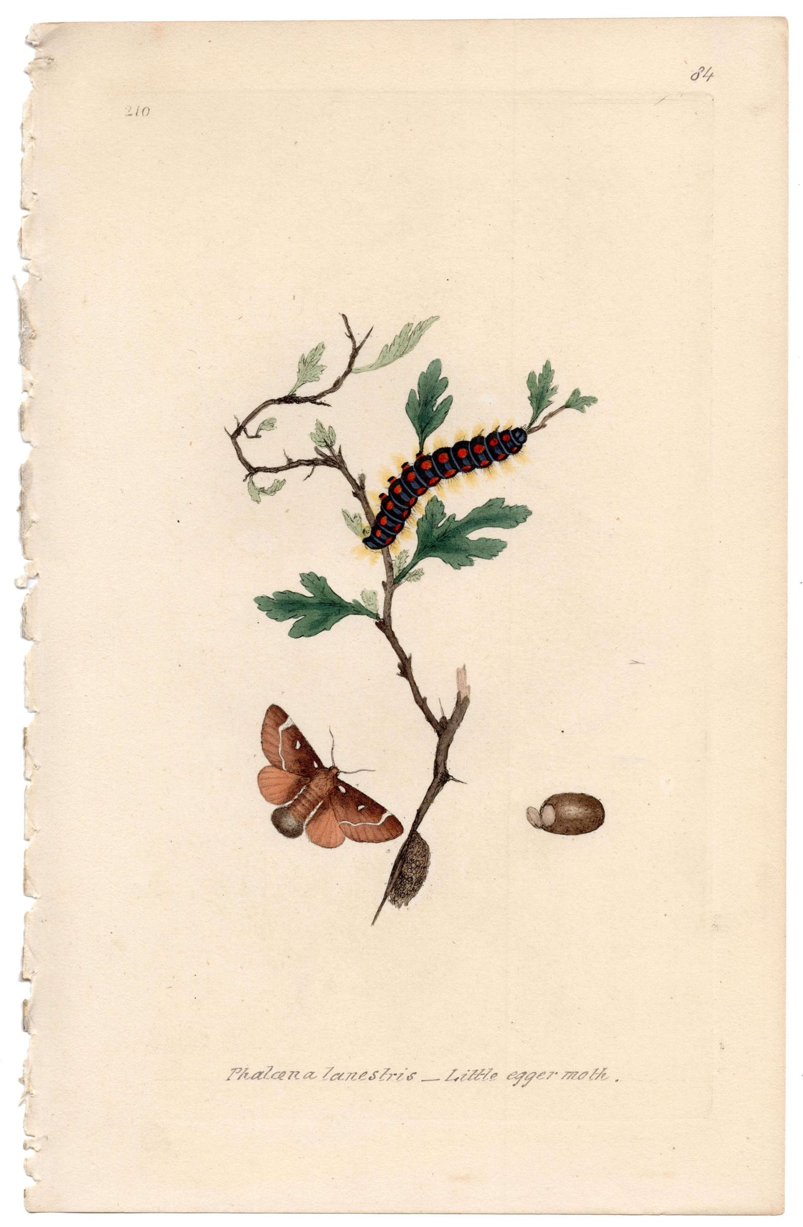 Moth Incarving Original 1820 Antique Moth Engraving by Edward Donovan, Hand-colored ...