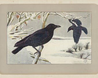 1907 CARRION CROW Vintage Bird Print Raven Wall Art Bird Art Print Vintage Crow Decor Birds Wall Art Dark Cottagecore Print