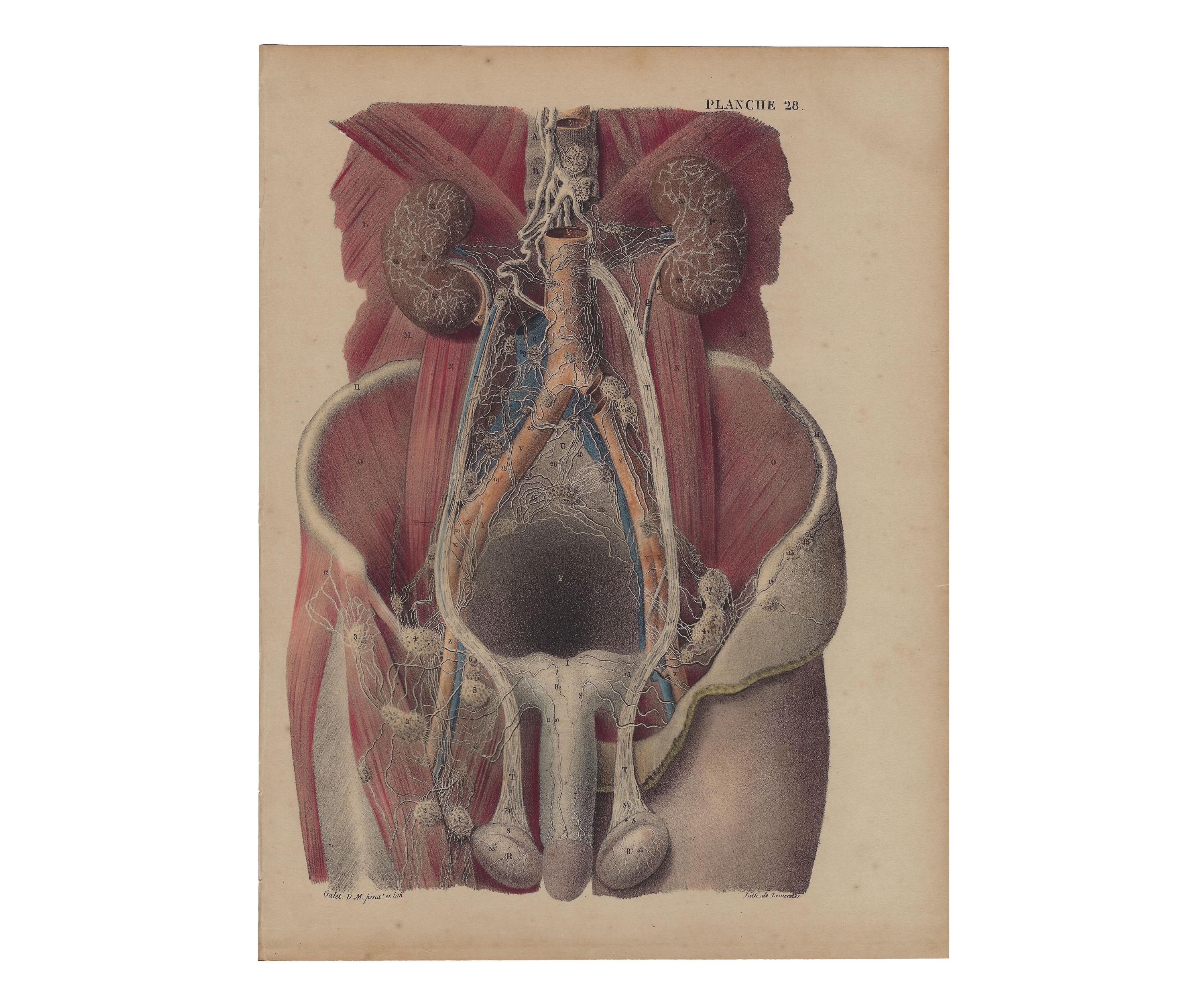 1854 - Human Anatomy Lithograph Antique Medical Wall Decor Phisiology ...