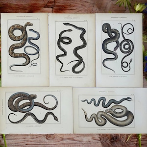 Peut inclure: Cinq estampes anciennes présentant des illustrations détaillées de diverses espèces de serpents. Les estampes montrent les serpents dans différentes poses, en mettant l'accent sur leurs motifs et leurs formes. La palette de couleurs comprend des nuances de marron, de noir et de bleu.