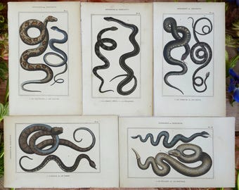 1836 Snake Prints Antique Viper Wall Art Vintage Reptile Hobbyist Wall Decor 1800s Herpetology Print