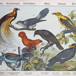 1886 - Impresión de aves antiguas, litografía vintage de observación de aves para regalo, póster de aves del paraíso, impresión de regalo para observadores de aves, arte mural de aves vintage