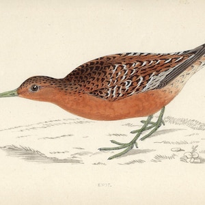 1862 Antique Knot Print Vintage Shorebird Wall Art Gift For Birdwatcher Rustic Home Lodge Decor Ornithology Bird Lover Collectible