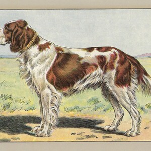 1907 SETTER SCOZZESE o GORDON, decorazione da parete, stampa antica originale, cane da caccia, litografia, Setter, poster francese d'epoca, stampa di cani