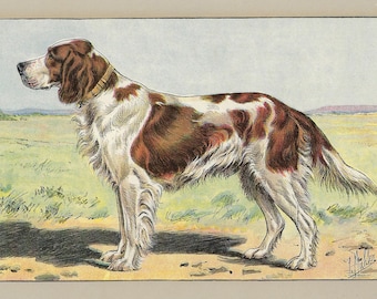 Setter écossais ou GORDON de 1907, décoration murale chien, impression ancienne, chien de chasse original, lithographie, art mural setter, affiche française vintage, impression de chien