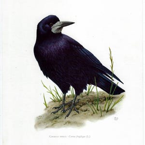 Könnte beinhalten: Detaillierte Illustration einer schwarzen Krähe, die auf einem Flecken Erde mit grünem Gras steht. Der Vogel hat dunkles Gefieder, einen grauen Schnabel und ist vor einem weißen Hintergrund platziert. Der Text "Corbeau Freux - Corvus frugilegus (L)" steht unten.