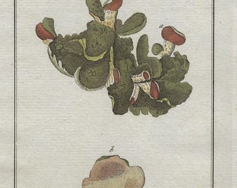 1796 LICHEN APHTOSUS Moss Print Antique Botanical Engraving Hand Colored Botany Print Old Plants Artwork Flowers Wall Art Botany Lover Gift
