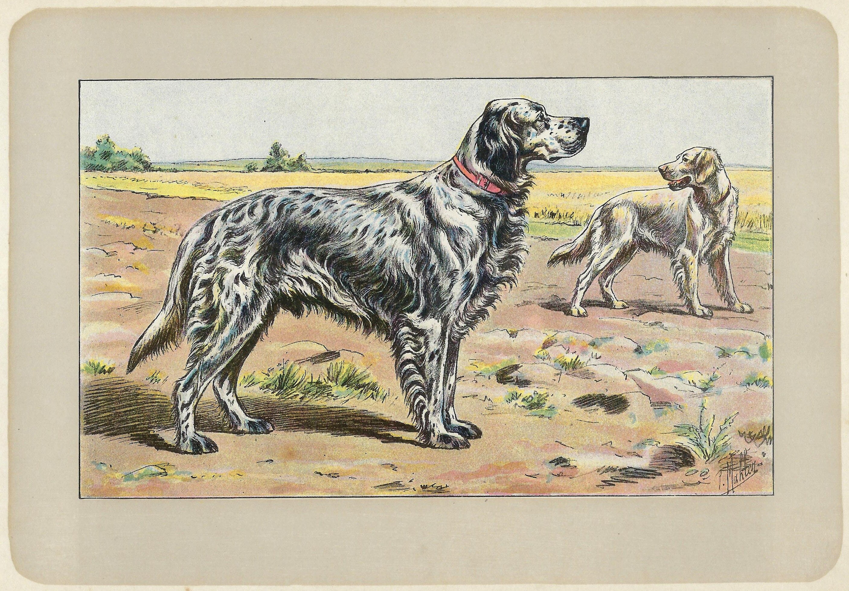 1907 - Vintage English Setter Print Gun Dog Wall Art Vintage Hunting Dog Print Setter Wall Decor Dog Lover Gift French Poster Decor