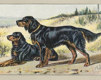1907 Gordon Setter Print Vintage Dog Wall Art Antique Hunting Dog Gallery Wall Setter Wall Decor Gift for Hunting Dad or Setter Lovers