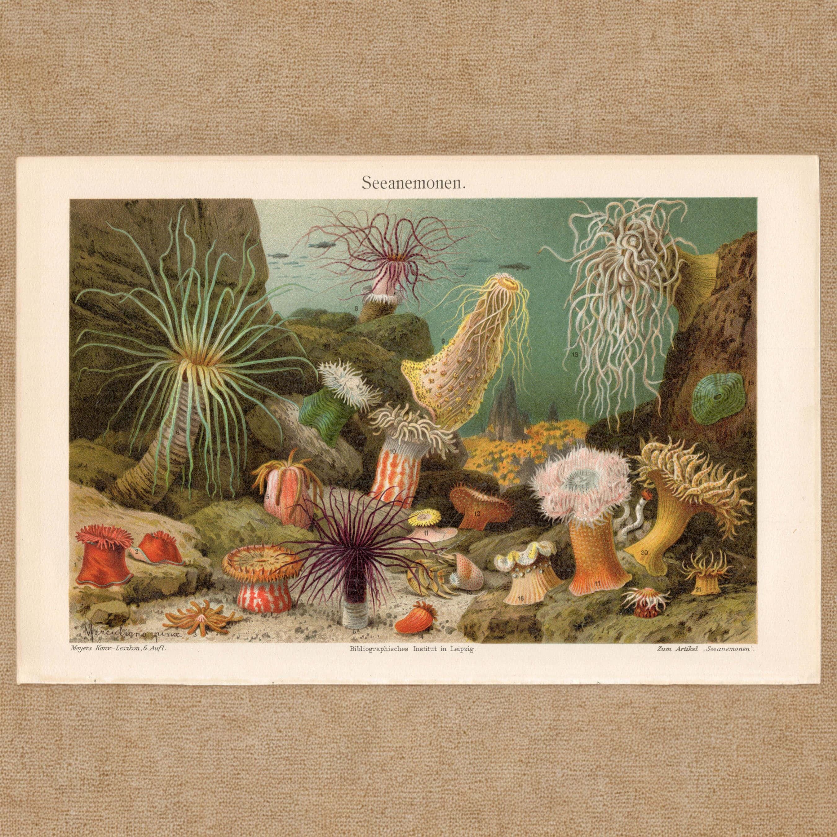 Anemone Art - Etsy