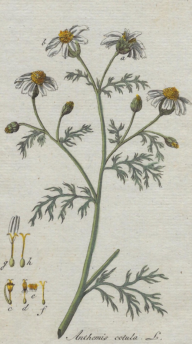 Grabado botánico de la planta con sus flores ANTHEMIS COTULA, Manzanilla hedionda. Grabado de Johannes Zorn, coloreado a mano original y publicado en Ámsterdam por Jan Christiaan Sepp en 1796.