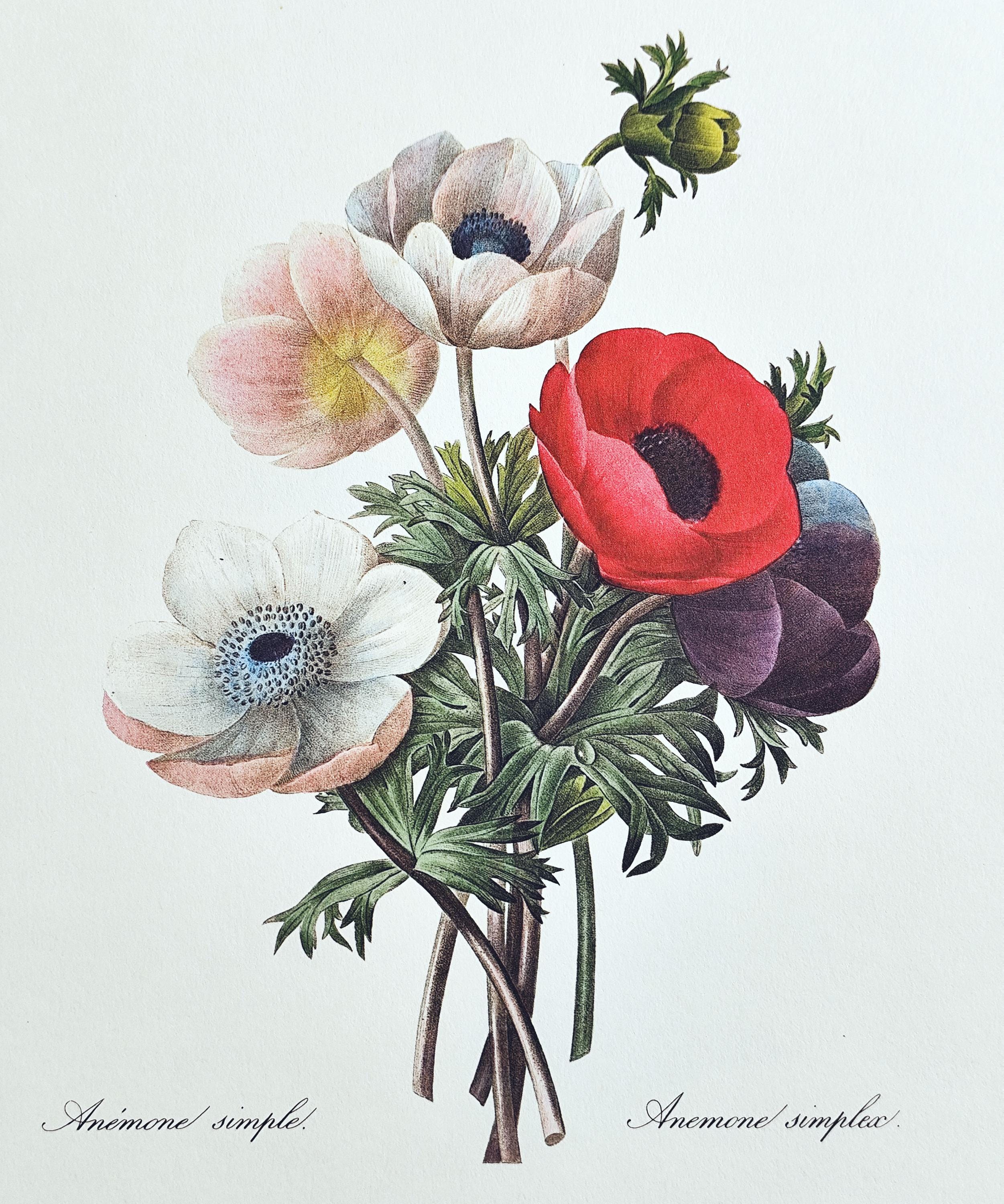 1980 Anemone Simplex Floral Art Print Vintage Botanical Artwork