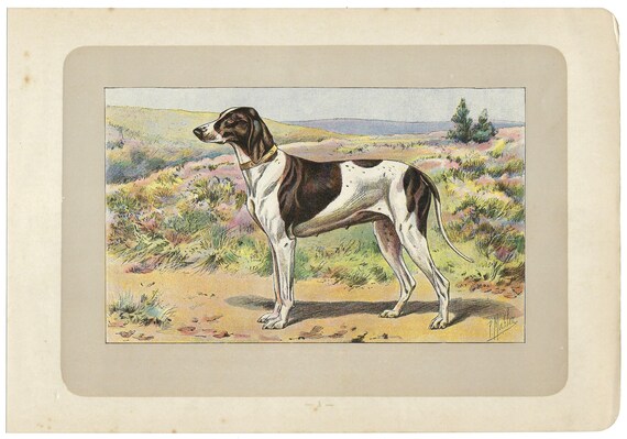 1907 Vintage English POINTER Print Hunting Dog Print Antique