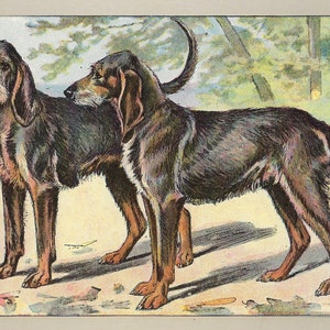 1907 Antique Dog  Print Wall Decor Hunting Dog Print Vintage Griffon Wall Art Dog Lovers Print Home Decor French Illustration Dog Print
