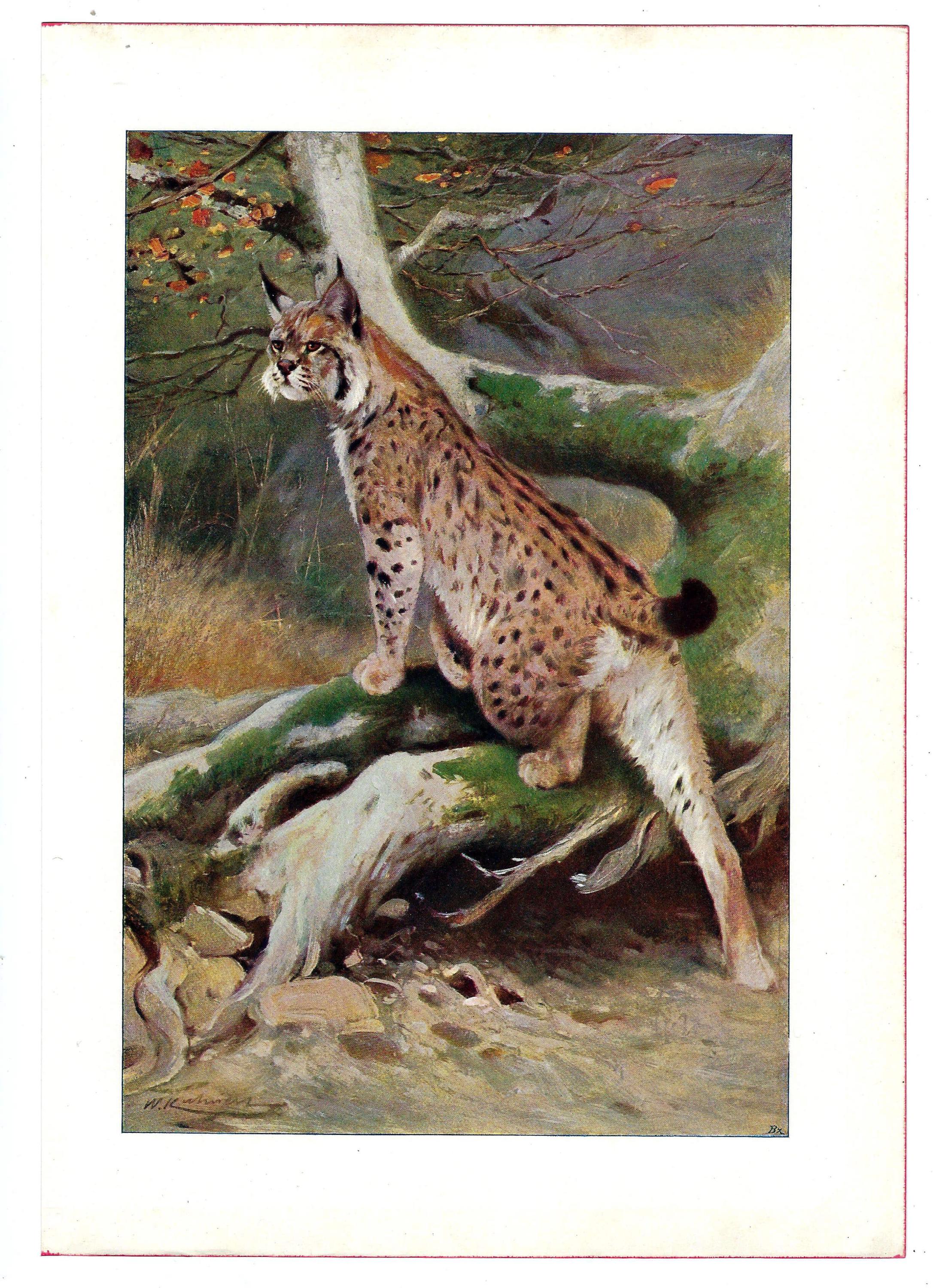 1216】中古品です lynx最高級毛皮☆ アメリカヤマネコです□ セブルの毛皮