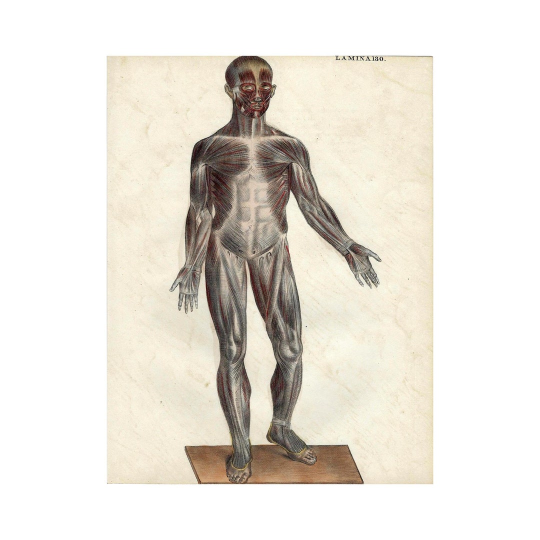 1844 Antique Lithograph Of Anatomy Original 19th Century Medicine