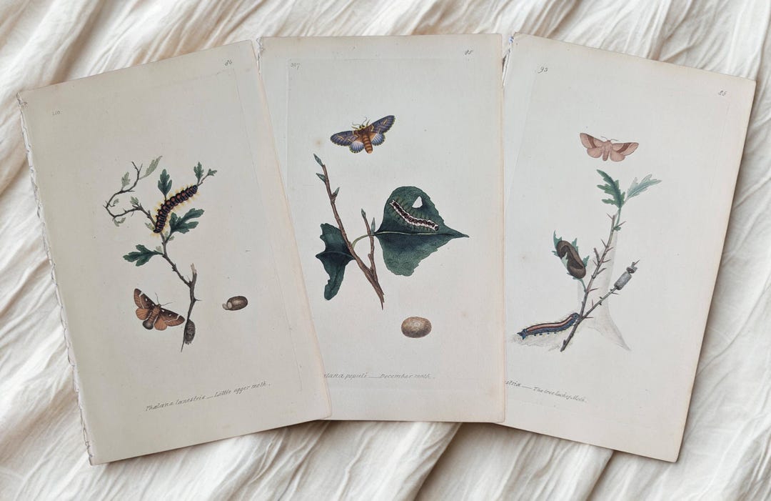 Moth Incarving Original 1820 Antique Moth Engraving by Edward Donovan, Hand-colored ...