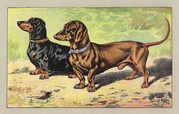 1907年ヴィンテージ ダックスフント 犬プリント TECKEL アンティーク