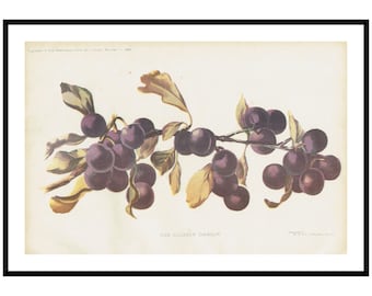 1900 Damson Print Vintage Plum Kitchen Wall Art For Rustic Pantry Decor Vintage Fruit Illustration For Present Kitchen Decor or Mom's Gift