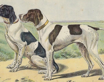 1907 Vintage English POINTER Print Antique Bird Dog Wall Art Vintage Dog Gallery Wall Decor Dog Lover Gift Pointer Owner Wall Art