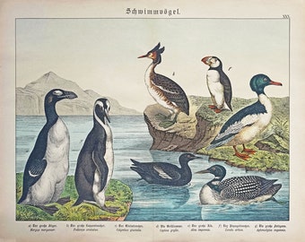 1886 Cromolitografía antigua de AVES NADADORAS, impresión antigua original, decoración de pájaros arte de pared de aves, ornitología