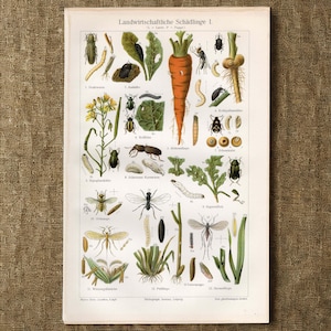 May include: A vintage educational botanical and entomological print titled Landwirtschaftliche Schädlinge I, featuring detailed illustrations of various insects, larvae, and plant damage on a white background with German text labels throughout.