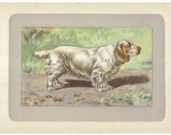 1907 CLUMBER SPANIEL, hunting dog print, British dog lithograph, dog wall art, pet decor