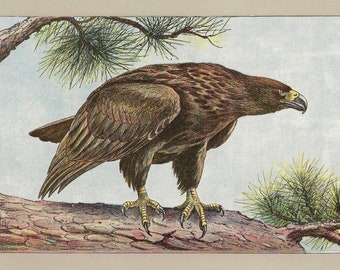 1907 Vintage EAGLE Print Falconry Wall Art Vintage Bird Print Old Bird Of Prey Wall Decor Falconer Print Hawking Poster Gift for Falconer