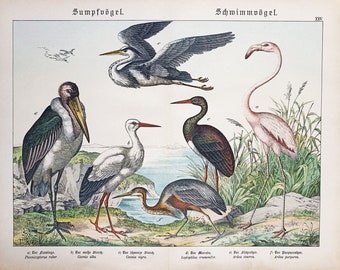 1886 SWIMMING and WADDING BIRDS, antique chromolithograph, original ornithology print, bird decor, bird wall art