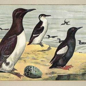 Stampa vintage di GUILLEMOT del 1907, stampa antica di UCCELLO MARINO, illustrazione di birdwatcher, regalo, arte murale costiera, opera d'arte sulla fauna selvatica, decorazione da spiaggia