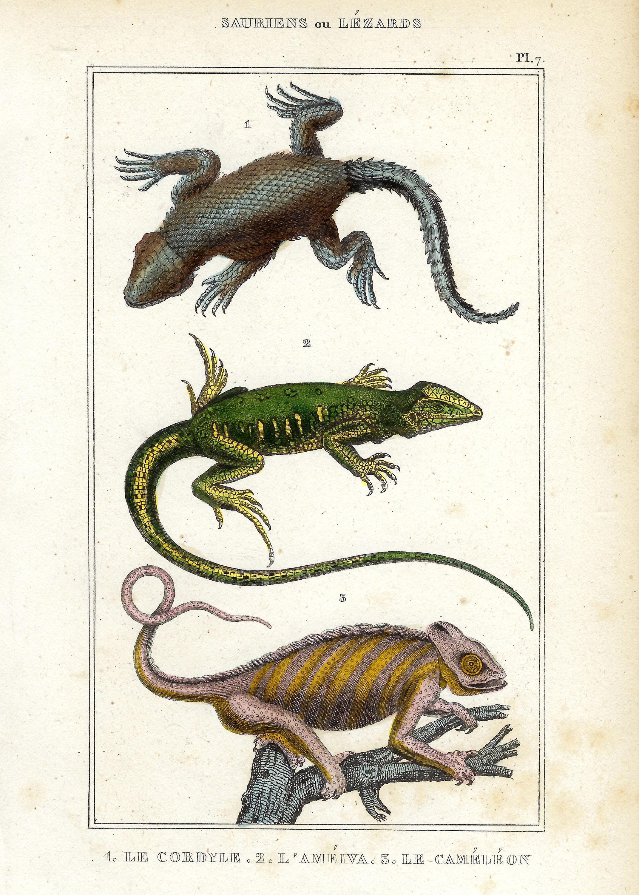 1836 Antique Chamaleon Print Hand Colored Lizard Print Vintage Reptile ...