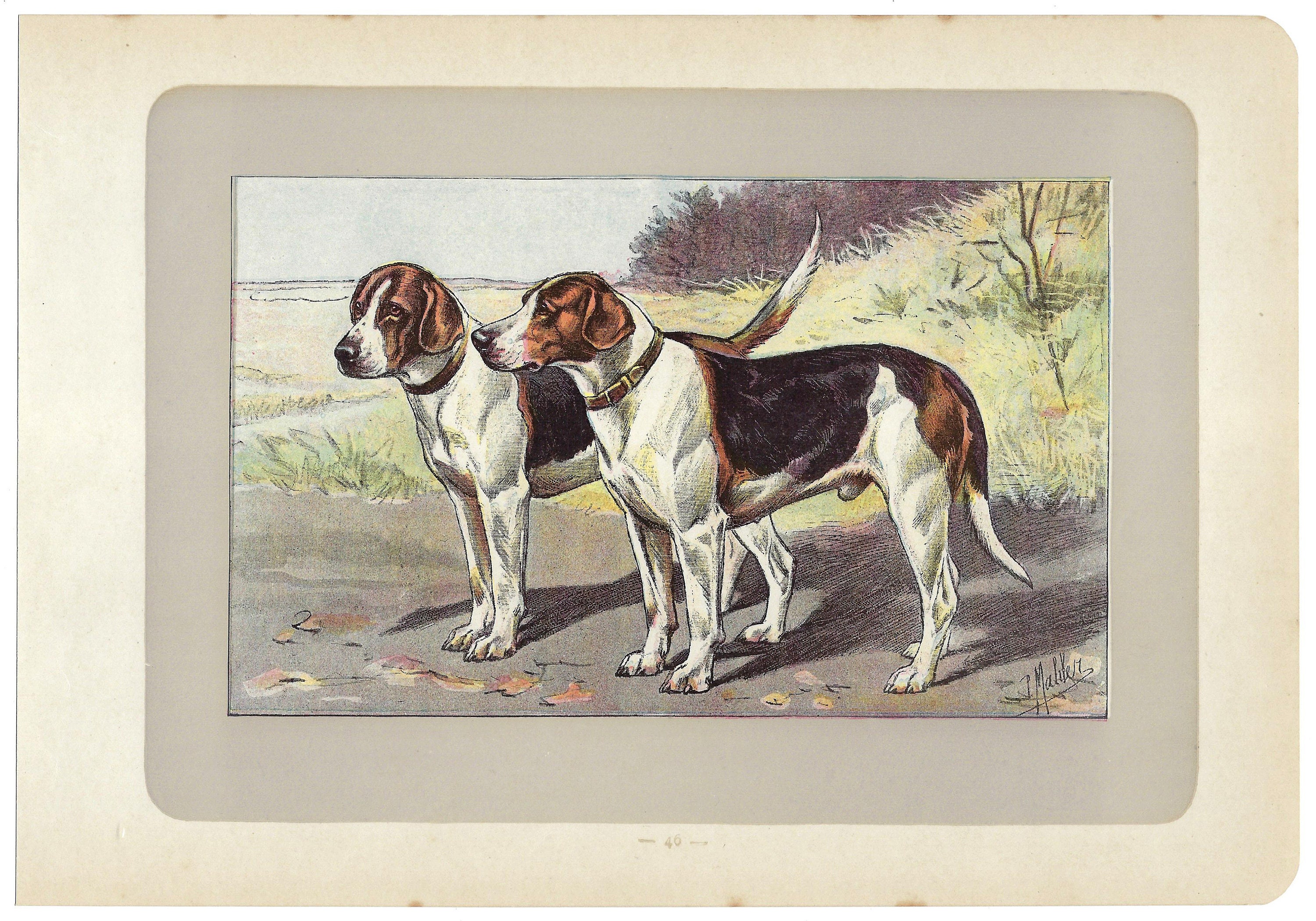 1907 Vintage Fox Hound Print Antique Hunting Dog Print Vintage