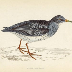 1862 Shorebird Print Purple Sandpiper Antique Coastal Bird Wall Art Morris Original Ornithology Gift For Nature Lover Office Decor