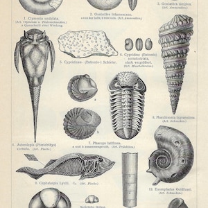 May include: A black and white illustration of various Devonian fossils, including ammonites, trilobites, fish, and snails. The illustration is labelled with the scientific names of each fossil and the artist's name.