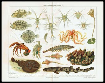 1903 SEENTIER Evolution Antiker Druck Fische Lithographie Steinbutt Haar Stern Wand Kunst Ocean Life Print Home Decor 121 Jahre alter Druck