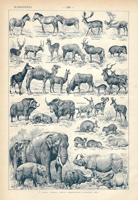 洋書 CLASSIC NATURAL HISTORY PRINTS MAMMALS 1922 Wild Animals Antique Print. Elephant, Rhinoceros